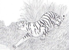 Wallpapers Art - Pencil Tigre