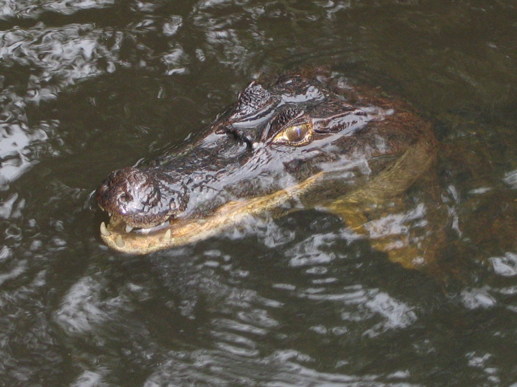 Wallpapers Animals Crocodile - Alligator - Caiman Crocodile / Canal de Tortugero / Costa Rica