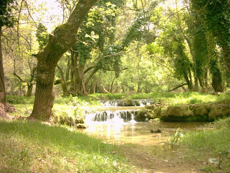 Fonds d'cran Nature Arbres - Forts Foret