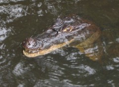 Wallpapers Animals Crocodile / Canal de Tortugero / Costa Rica