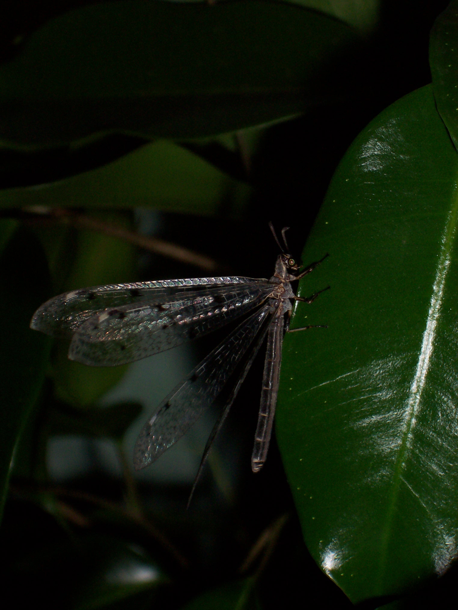 Fonds d'cran Animaux Insectes - Libellules libellule