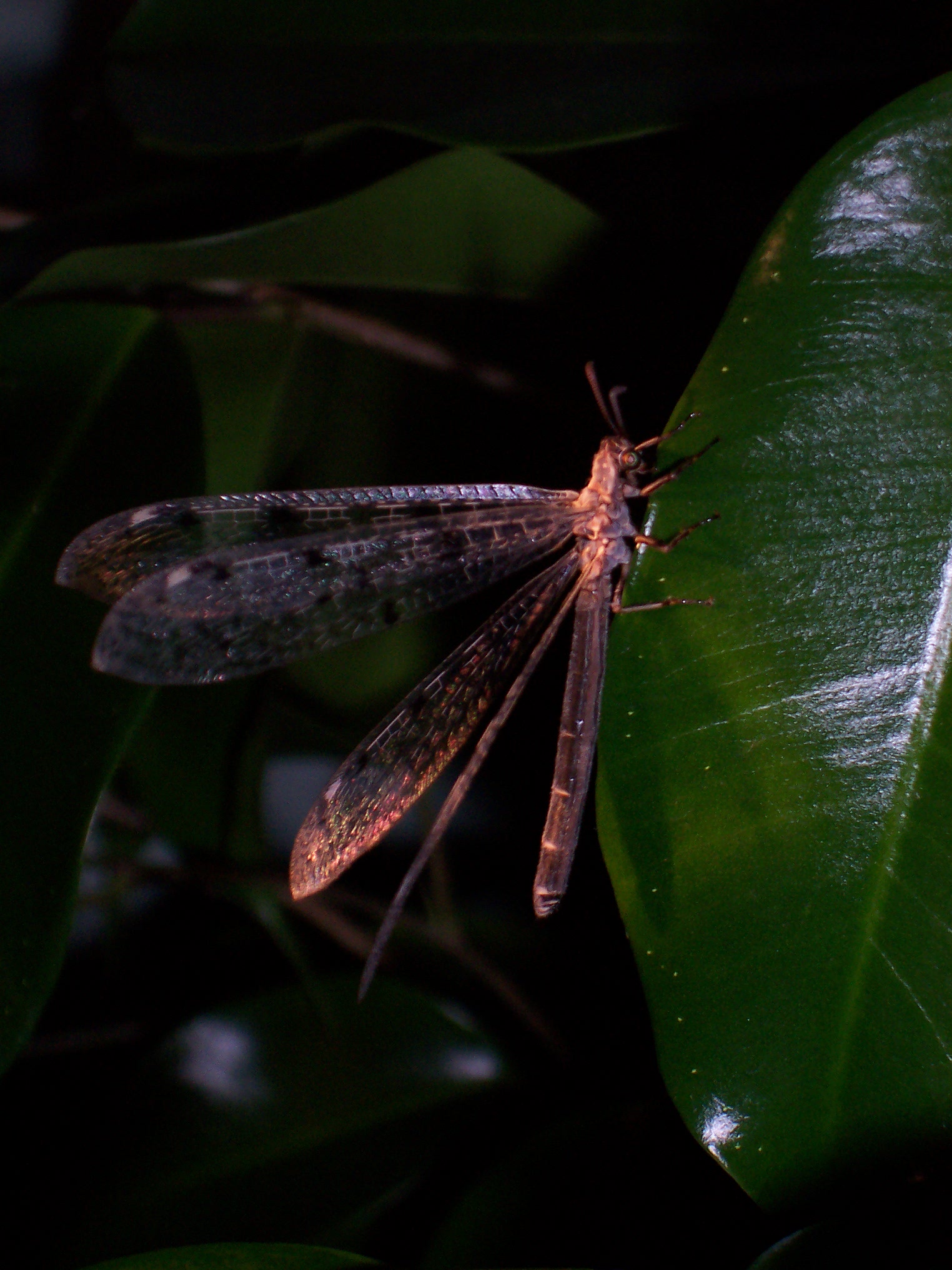 Fonds d'cran Animaux Insectes - Libellules libellule