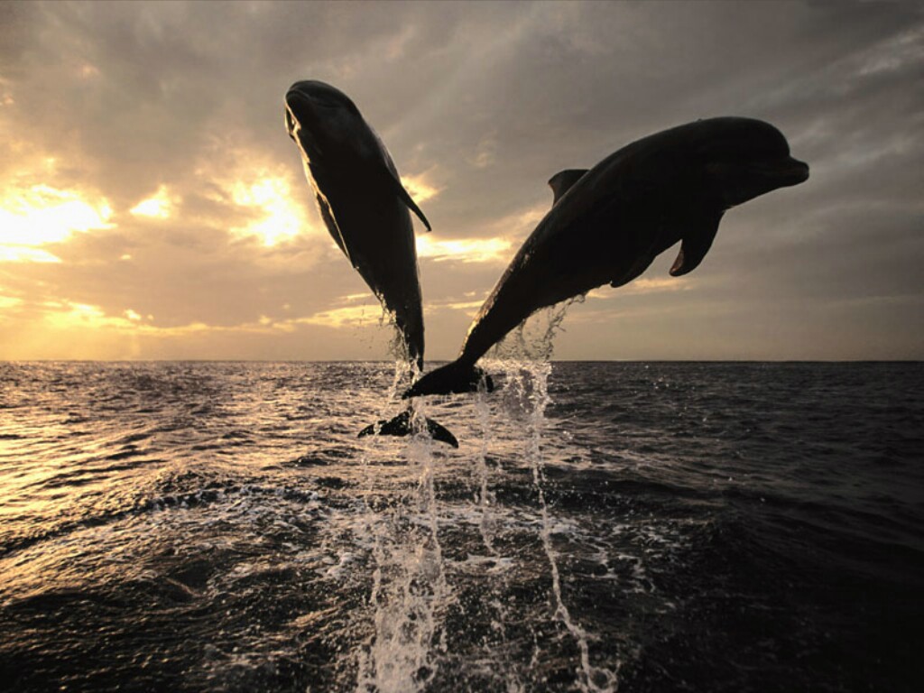 Wallpapers Animals Sealife - Dolphins 