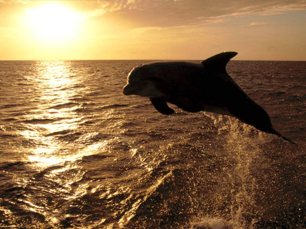 Wallpapers Animals Sealife - Dolphins 