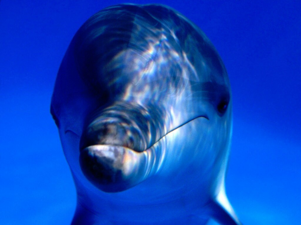 Fonds d'cran Animaux Vie marine - Dauphins 