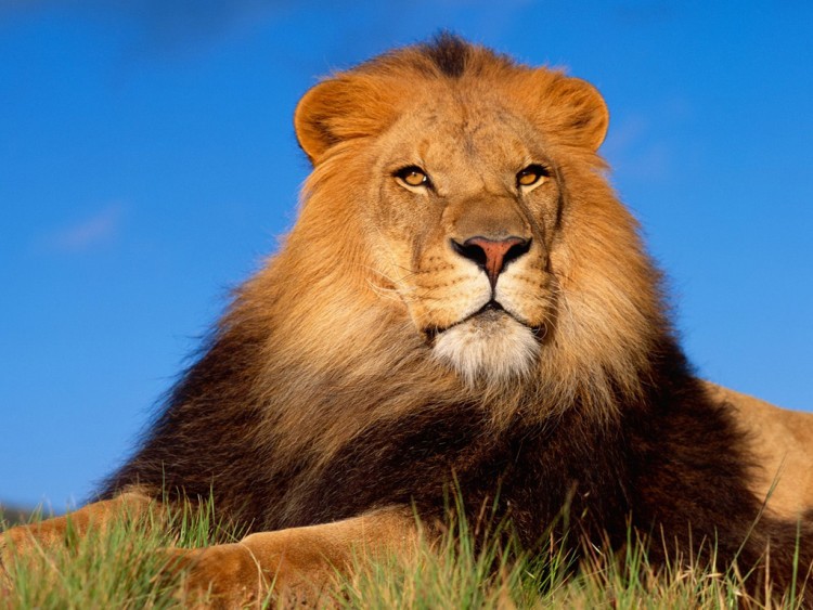 Wallpapers Animals Felines - Lions Leo