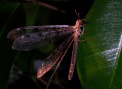 Fonds d'cran Animaux libellule