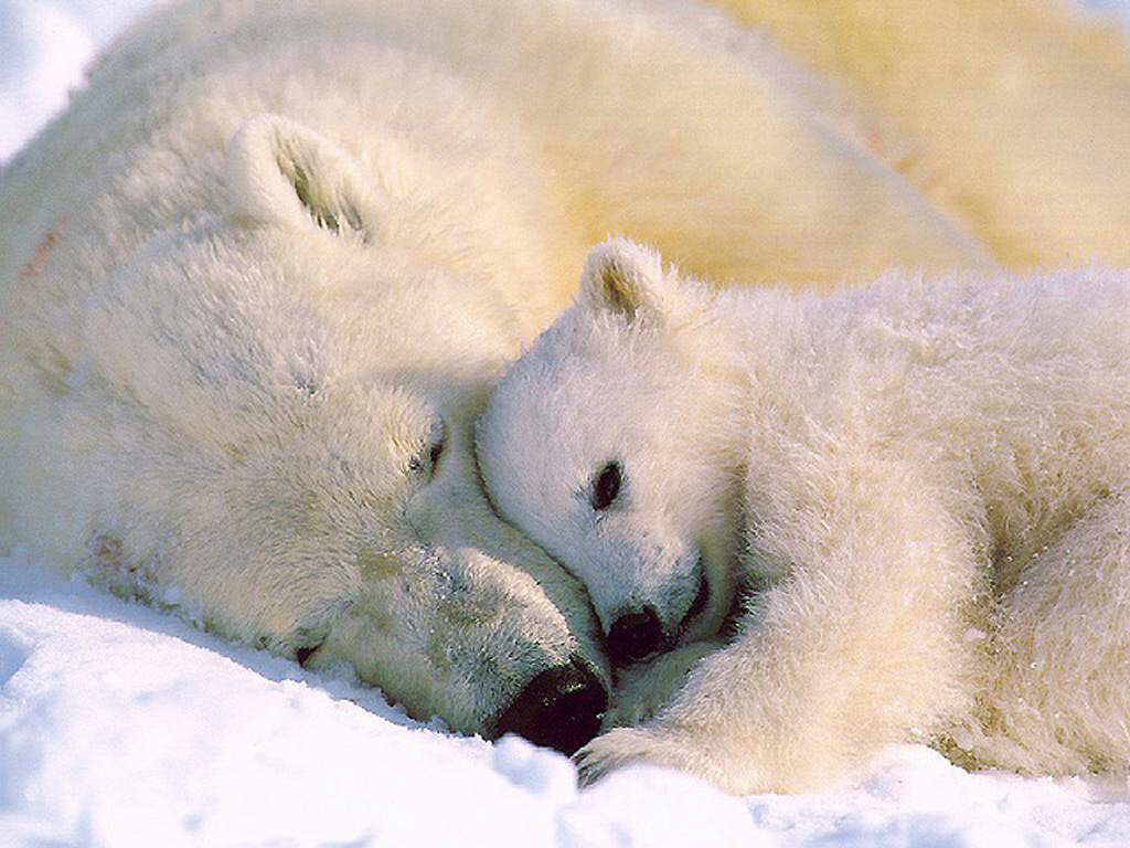 Wallpapers Animals Bears ours blanc