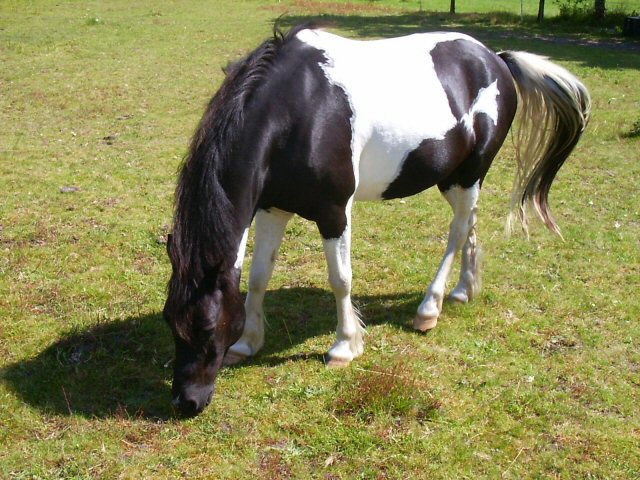 Fonds d'cran Animaux Chevaux petit cheval pie