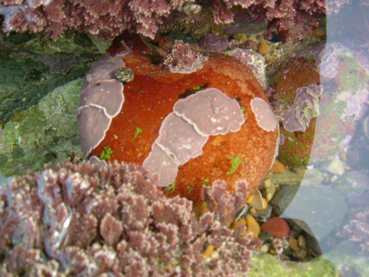 Fonds d'cran Animaux Vie marine - Poissons Mare basse...