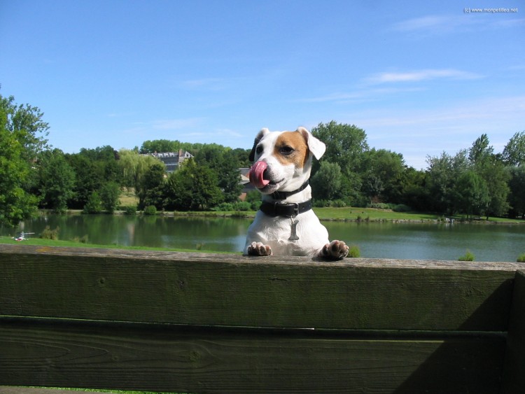 Fonds d'cran Animaux Chiens Sur un banc (1)