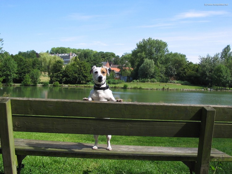 Fonds d'cran Animaux Chiens Sur un banc (2)