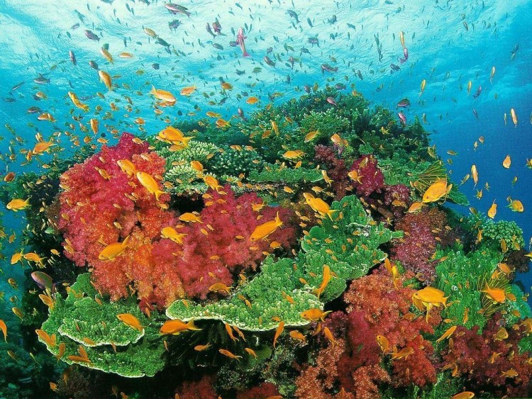 Fonds d'cran Animaux Vie marine - Divers poisson tropicaux