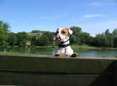 Fonds d'cran Animaux Sur un banc (1)