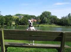 Fonds d'cran Animaux Sur un banc (2)