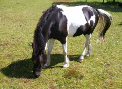 Fonds d'cran Animaux petit cheval pie