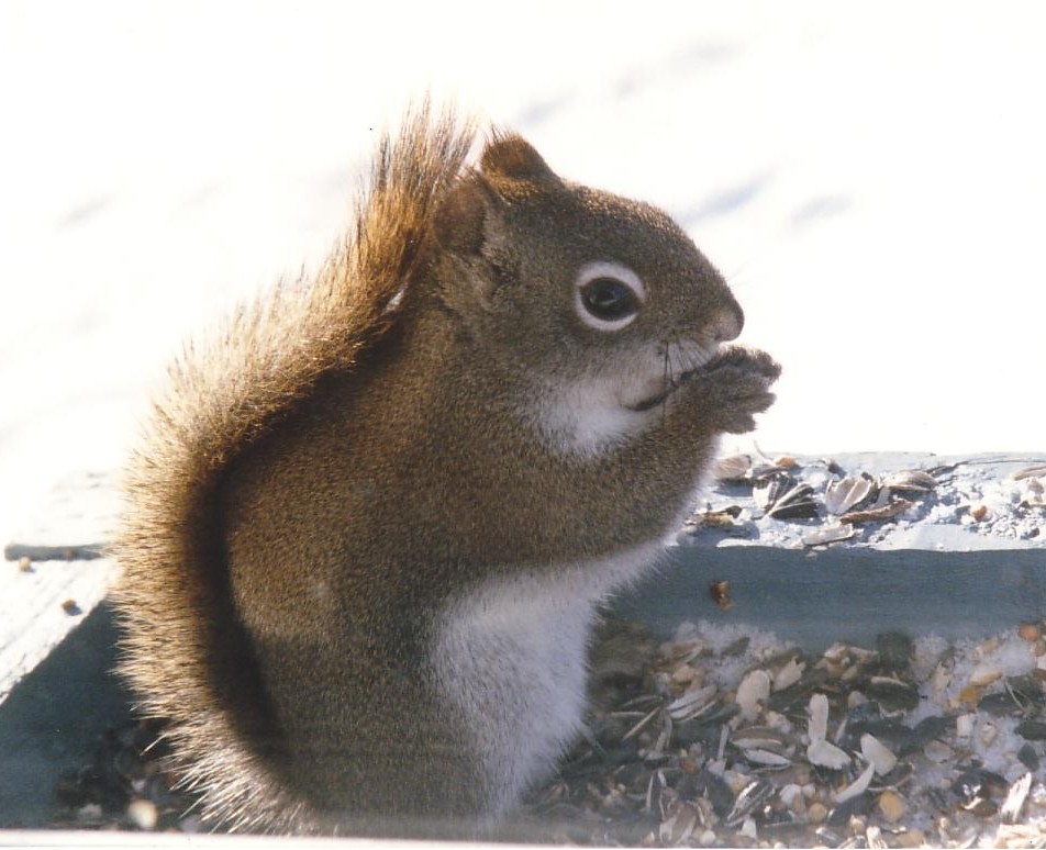 Fonds d'cran Animaux Rongeurs - Divers Petit copain gourmand!