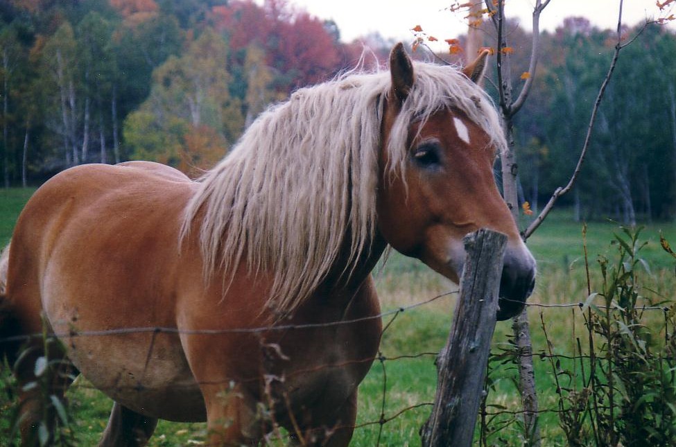 Fonds d'cran Animaux Chevaux Perdu dans mes penses!