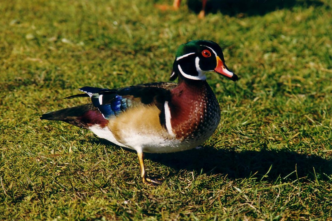 Wallpapers Animals Birds - Ducks J'ai besoin d'eau!