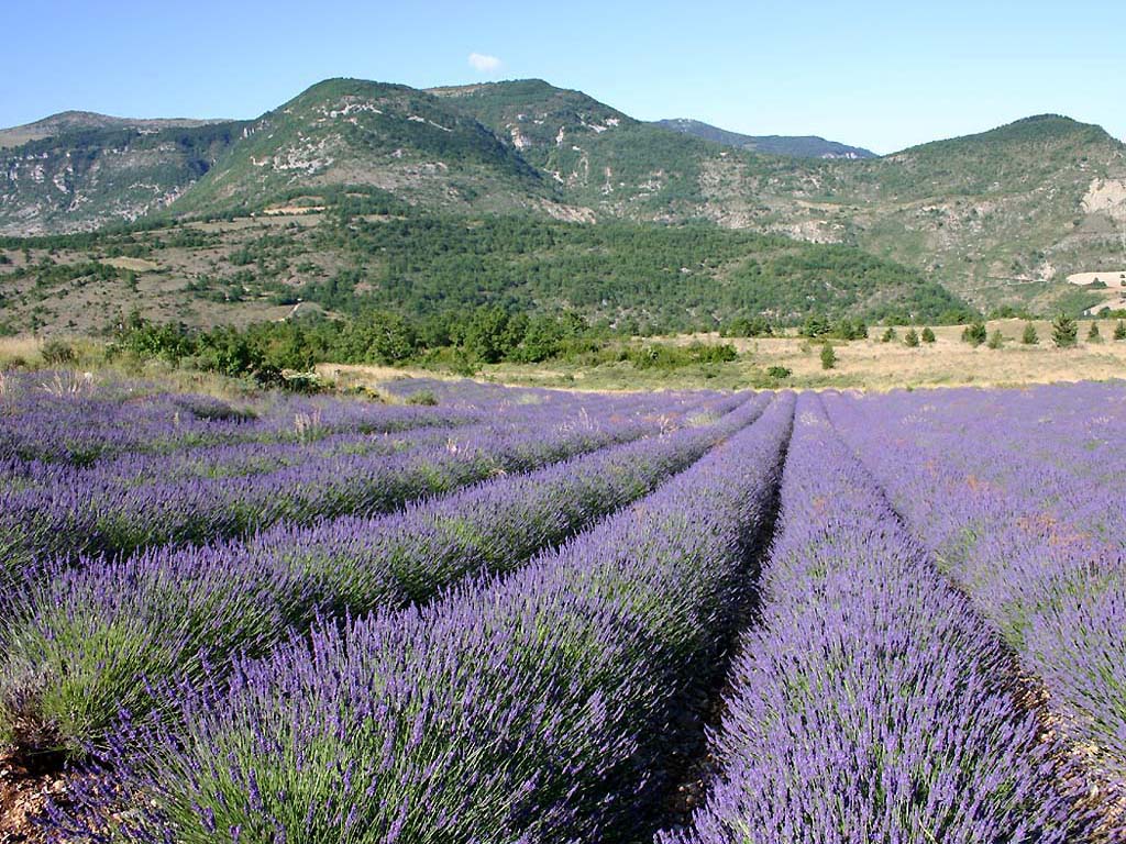 Fonds d'cran Nature Paysages Un champ de lavande ds la Drme provenale