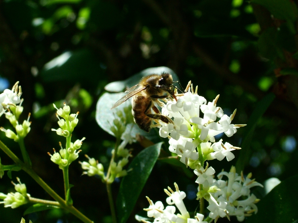 Fonds d'cran Animaux Insectes - Abeilles Gupes ... 