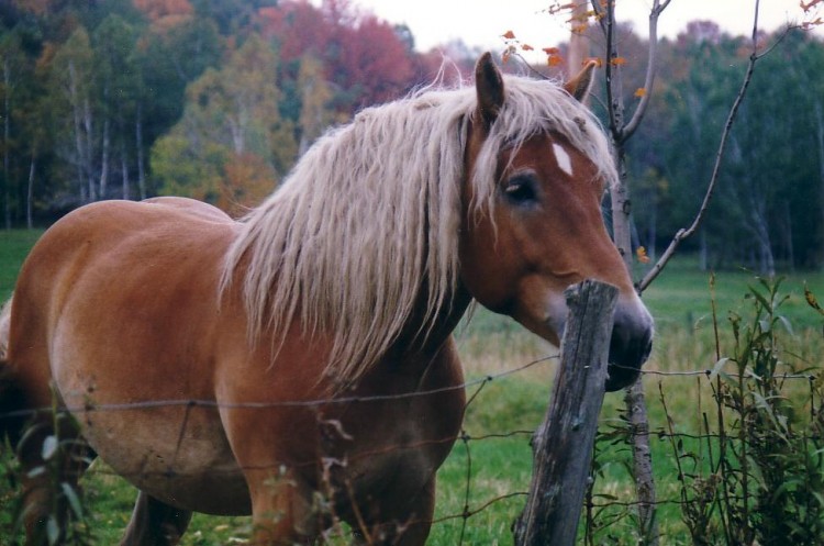 Wallpapers Animals Horses Perdu dans mes penses!