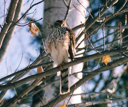 Wallpapers Animals Birds - Eperviers Le temps de reprendre mon souffle!