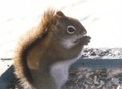 Fonds d'cran Animaux Petit copain gourmand!