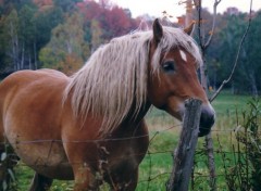 Fonds d'cran Animaux Perdu dans mes penses!