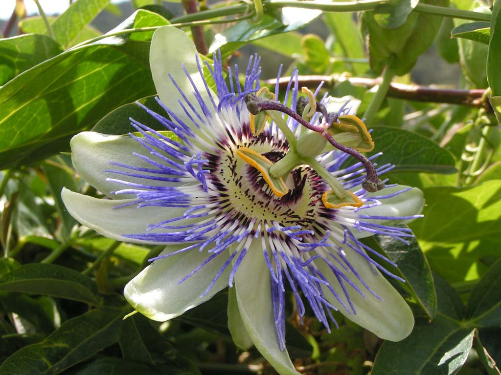 Fonds d'cran Nature Fleurs Passiflore