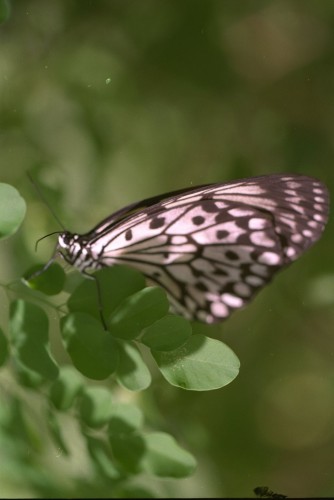 Wallpapers Animals Insects - Butterflies butterfly