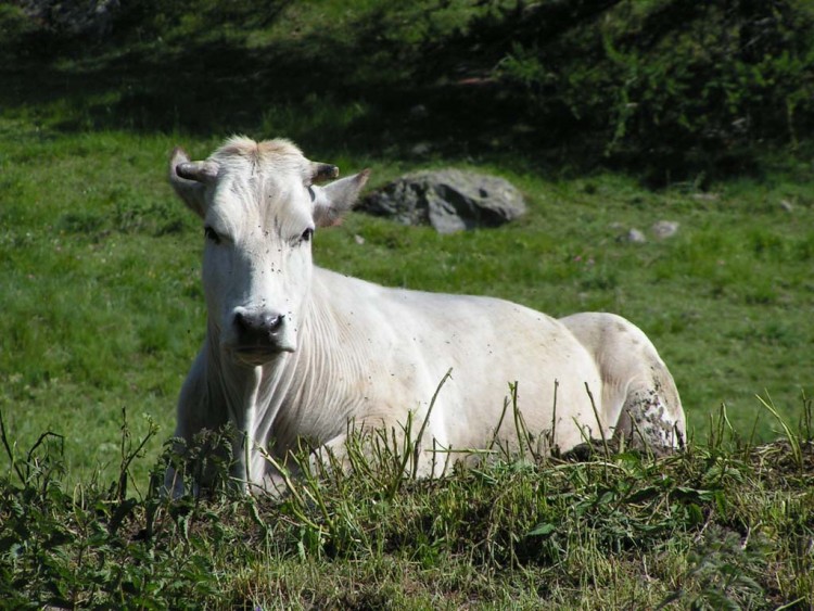 Wallpapers Animals Cows - Bulls - Beef Oh la vache !