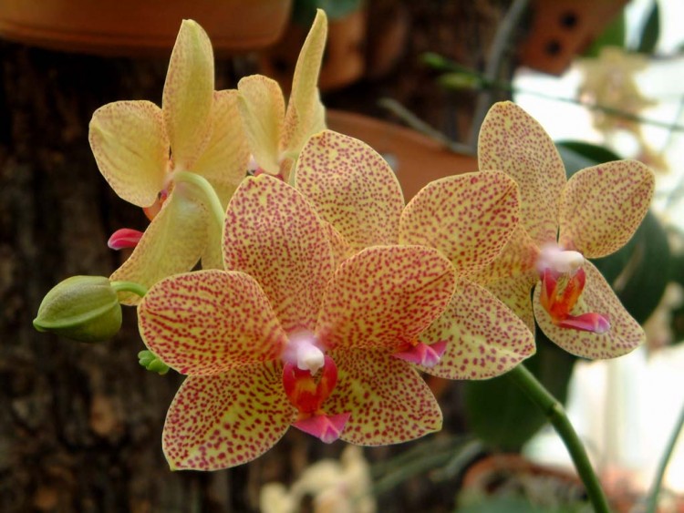 Fonds d'cran Nature Fleurs Orchide