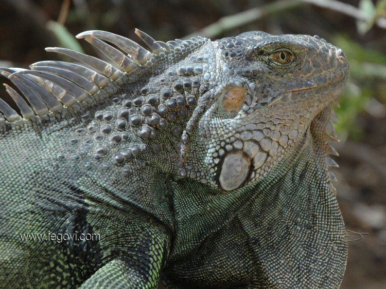 Fonds d'cran Animaux Iguanes Iguana