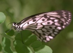 Wallpapers Animals butterfly