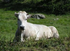 Fonds d'cran Animaux Oh la vache !