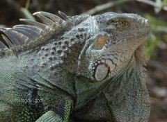 Wallpapers Animals Iguana