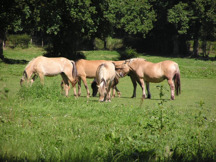 Fonds d'cran Animaux Chevaux Wallpaper N76487