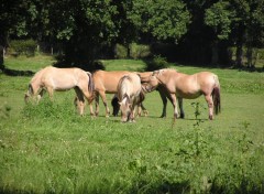 Fonds d'cran Animaux Image sans titre N76487