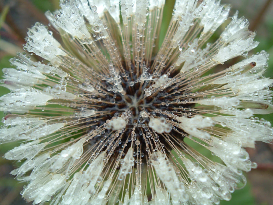 Fonds d'cran Nature Fleurs Pissenlit