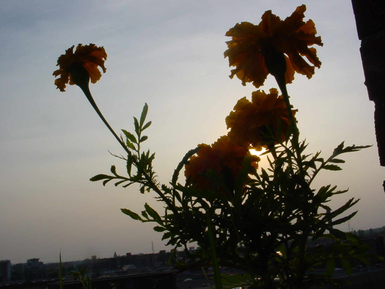 Fonds d'cran Nature Couchers et levers de Soleil coucher de soleil deriere les fleurs