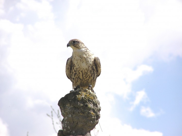 Wallpapers Animals Birds - Raptors aigle