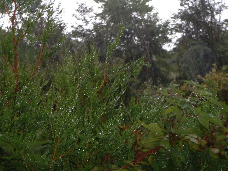 Fonds d'cran Nature Feuilles - Feuillages Averse