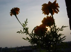 Fonds d'cran Nature coucher de soleil deriere les fleurs