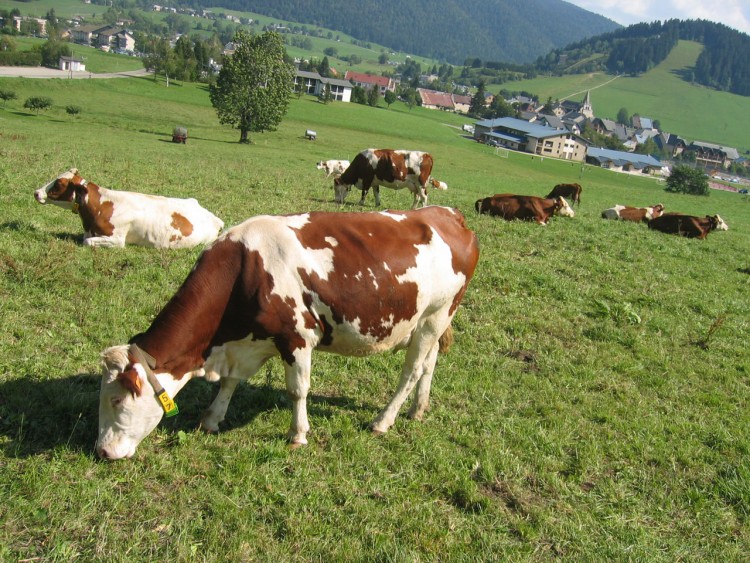 Fonds d'cran Animaux Vaches - Taureaux - Boeufs Et a broute...