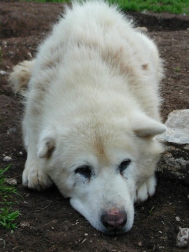 Fonds d'cran Animaux Chiens riri