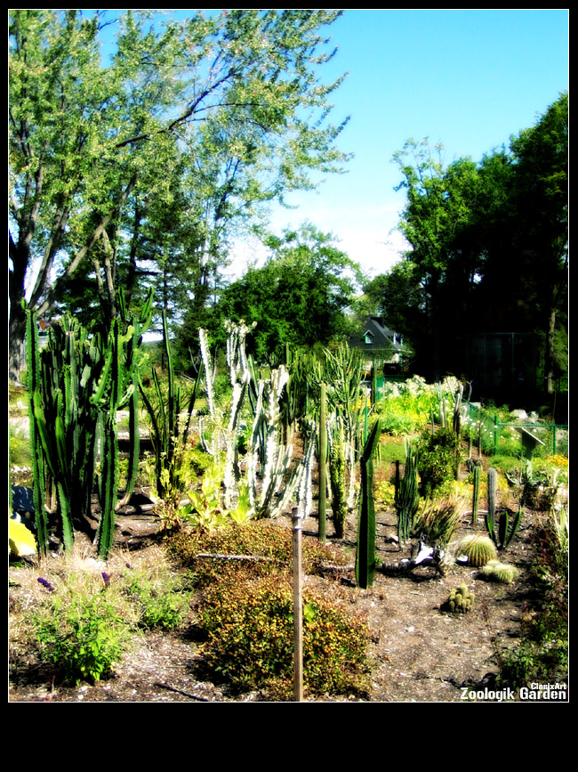 Fonds d'cran Nature Plantes - Arbustes Cactus