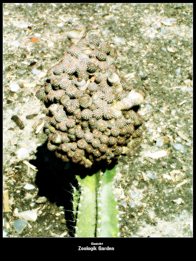 Fonds d'cran Nature Plantes - Arbustes Cactus.