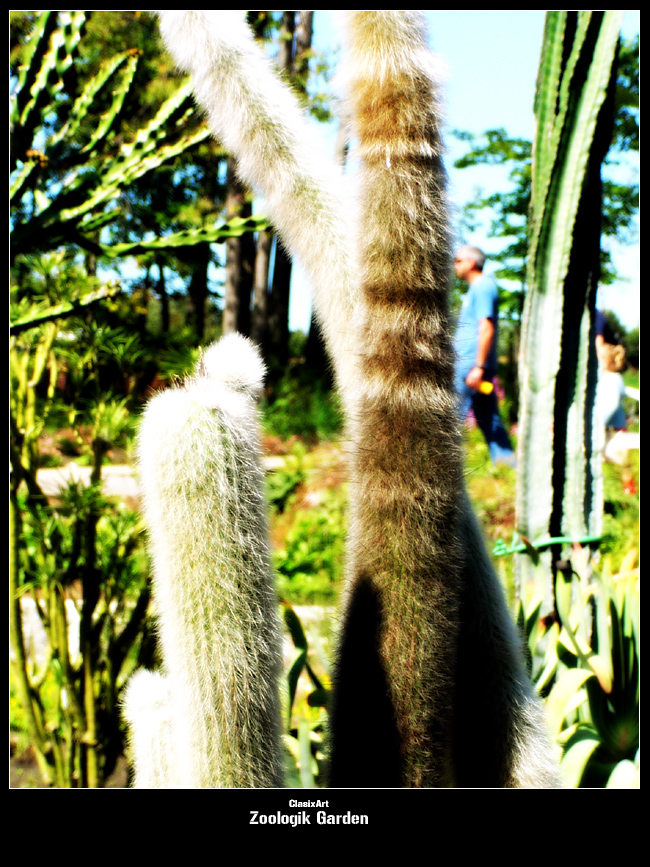 Fonds d'cran Nature Plantes - Arbustes Cactus