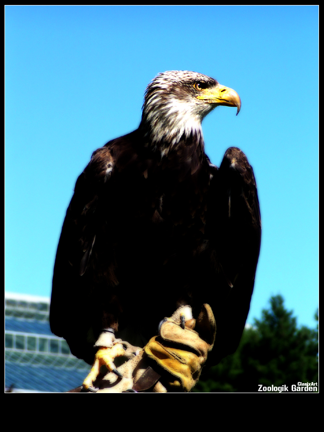 Fonds d'cran Animaux Oiseaux - Rapaces divers Aigle A Tete Blanche